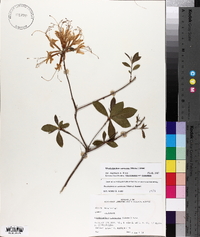 Rhododendron canescens image