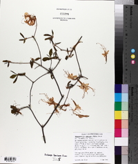 Rhododendron canescens image