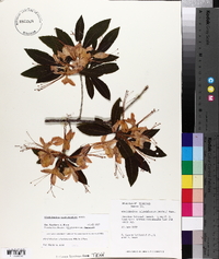 Rhododendron cumberlandense image