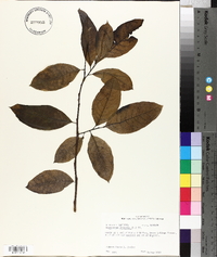 Oxydendrum arboreum image