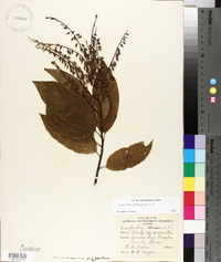 Oxydendrum arboreum image