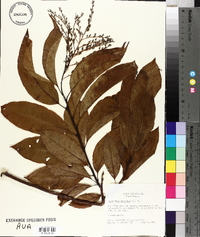 Oxydendrum arboreum image