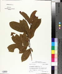 Oxydendrum arboreum image