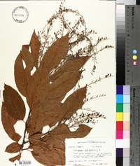 Oxydendrum arboreum image