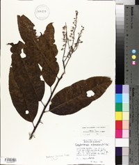 Oxydendrum arboreum image