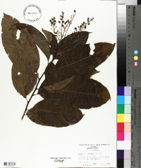 Oxydendrum arboreum image