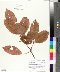 Oxydendrum arboreum image