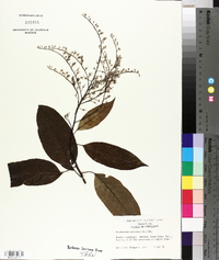 Oxydendrum arboreum image