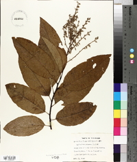 Oxydendrum arboreum image