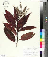 Oxydendrum arboreum image