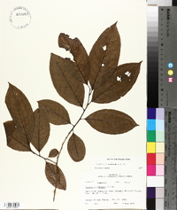 Oxydendrum arboreum image