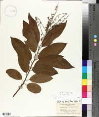 Oxydendrum arboreum image