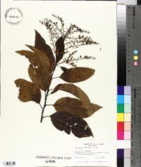 Oxydendrum arboreum image