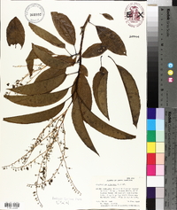 Oxydendrum arboreum image