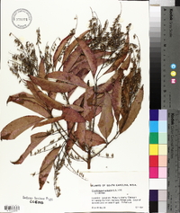 Oxydendrum arboreum image