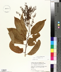 Oxydendrum arboreum image