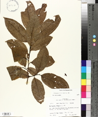 Oxydendrum arboreum image