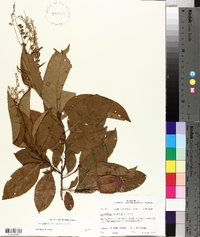 Oxydendrum arboreum image