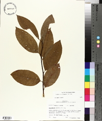 Oxydendrum arboreum image
