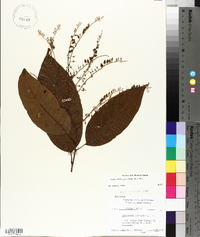 Oxydendrum arboreum image