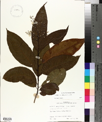 Oxydendrum arboreum image