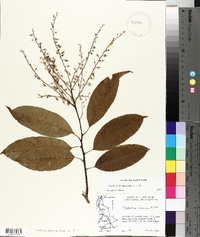 Oxydendrum arboreum image