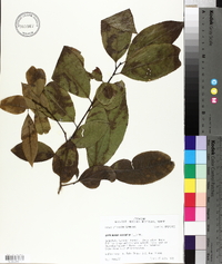Oxydendrum arboreum image
