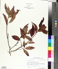 Oxydendrum arboreum image