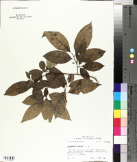 Oxydendrum arboreum image