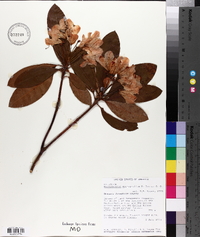 Rhododendron macrophyllum image