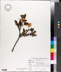 Rhododendron luteum image
