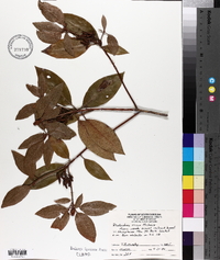 Rhododendron micranthum image