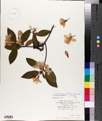 Rhododendron minus image