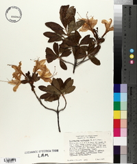 Rhododendron occidentale image