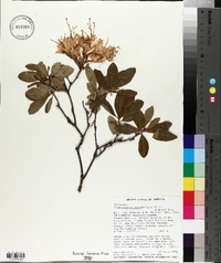 Rhododendron occidentale image