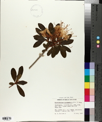 Rhododendron occidentale image