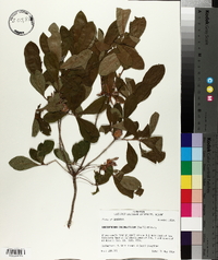 Rhododendron oblongifolium image