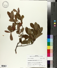 Rhododendron oblongifolium image