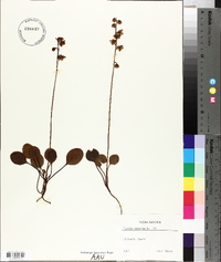 Pyrola chlorantha image