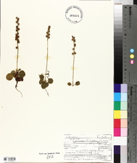 Pyrola minor image