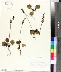 Pyrola minor image