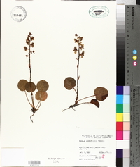 Pyrola grandiflora image