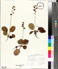 Pyrola elliptica image