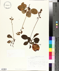 Pyrola elliptica image