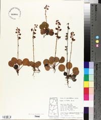 Pyrola asarifolia image