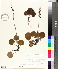 Pyrola asarifolia image