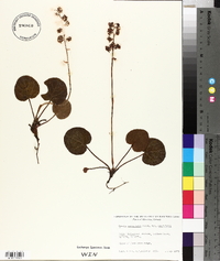 Pyrola asarifolia image