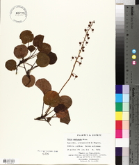 Pyrola asarifolia image