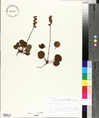 Pyrola asarifolia image