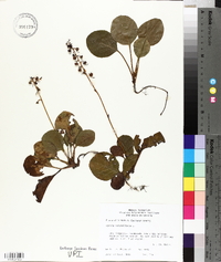 Pyrola rotundifolia image